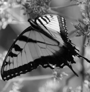 Meet your Posher, Judith